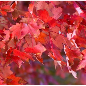 Acer rubrum 'Autumn Radiance' / Punane vaher 'Autumn Radiance'